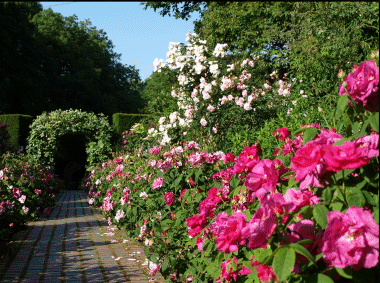 Gerddi Kiftsgate Court